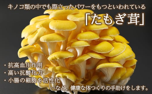 sd2_c5378d330e0394066798a14cc04cbfea5fac9155.jpg